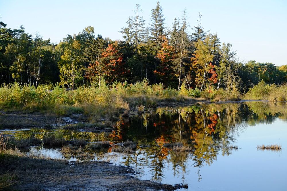 Stil ven op de Brunssummerheide bij Brunssum met een bosrand in herfstkleuren, oranje en geel, die spiegelt in het vlakke water